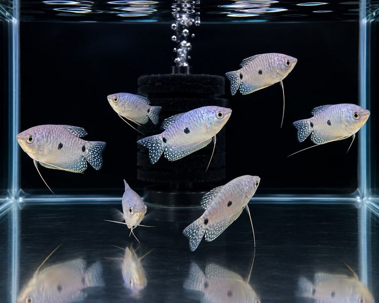 Blue Gourami/Three Spot Gourami ~ 7.5cm - 8cm